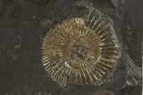 Dactylioceras Ammonite Fossil - Posidonia Shale, Germany #305713-1